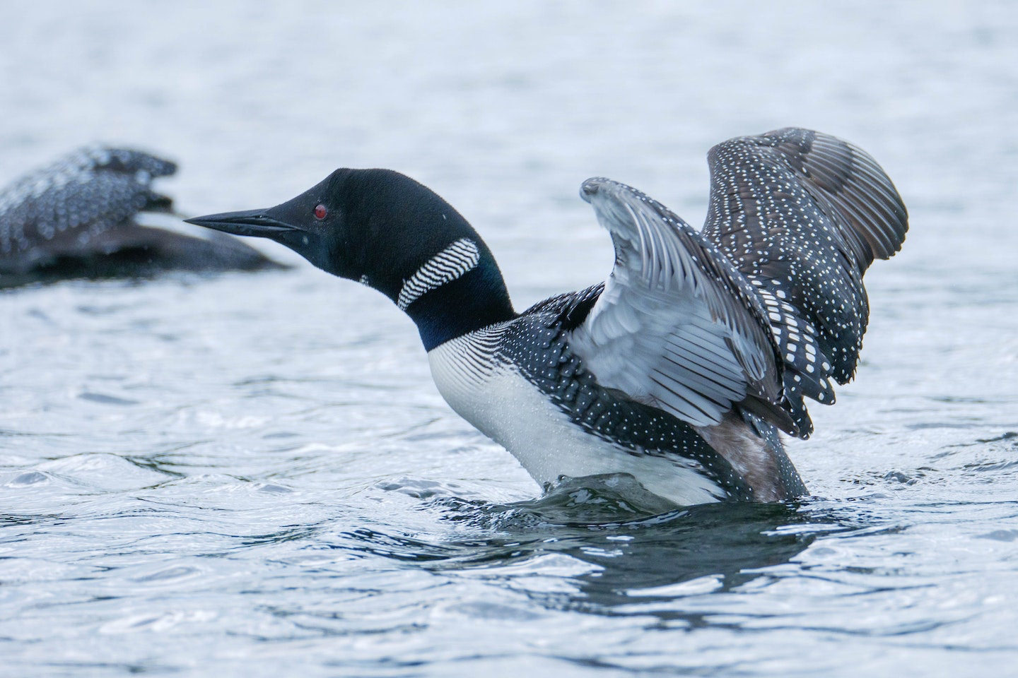 Loon Enviro Lac Gauvreau