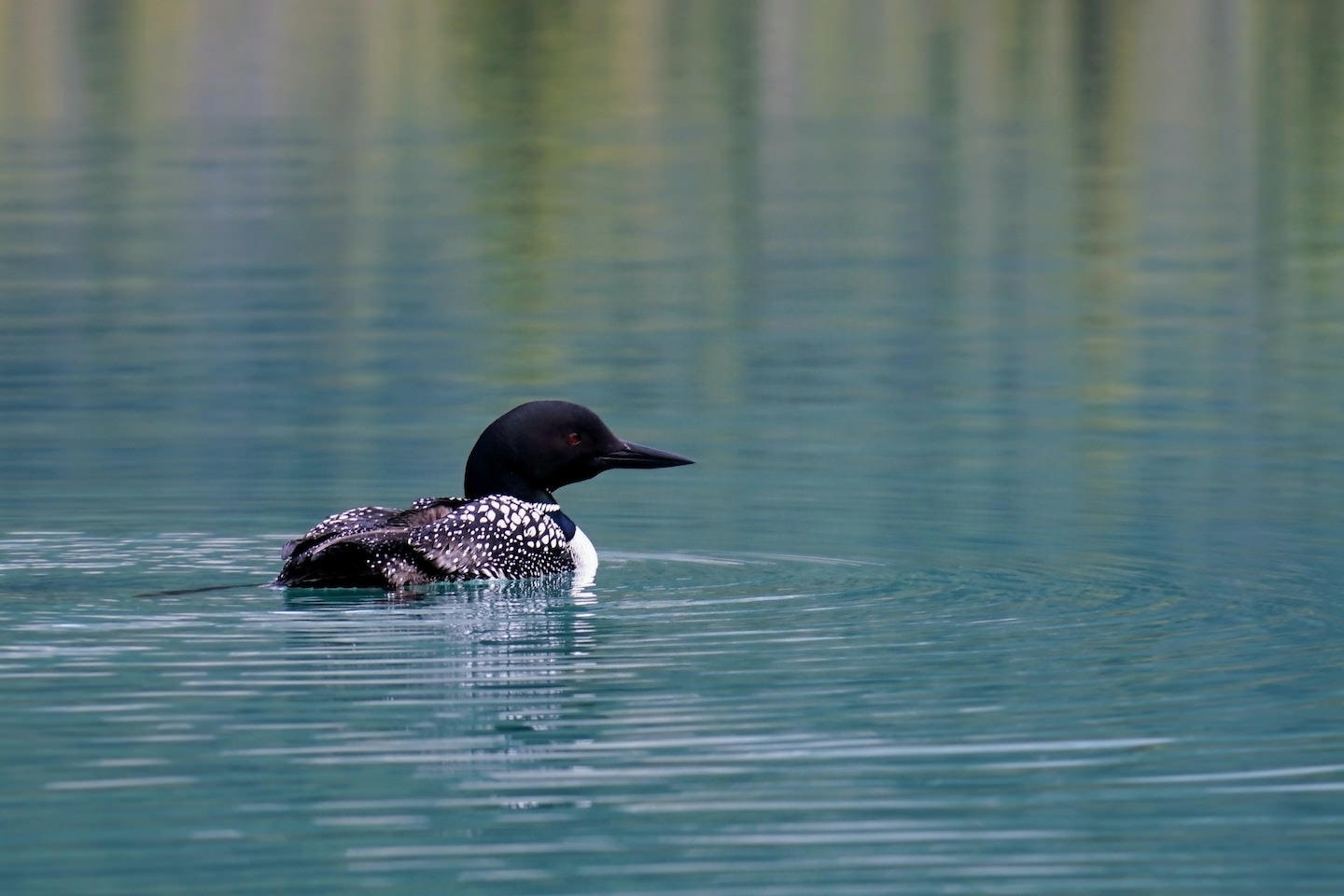 Loon Enviro Lac Gauvreau