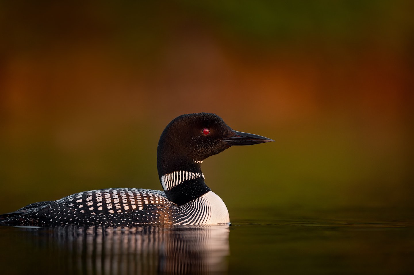 Loon Enviro Lac Gauvreau